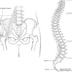 Hip-spine AAOS