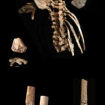 Selam skeleton