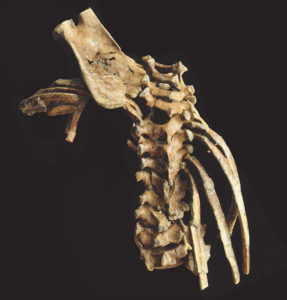 Like modern humans, Selam has 12 thoracic vertebrae