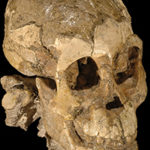Selam, Ethiopia, intact skull feature image
