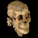 Selam, Ethiopia, intact skull
