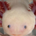 Axolotl 640×400