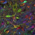stem cell derived neurons